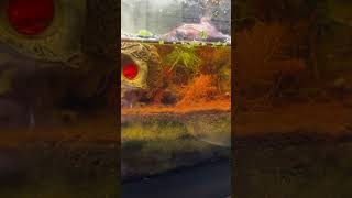 Baby musk turtle in a 75g Father Fish Tank fishhobbyist deepsubstrate babyturtle turtle cute [upl. by Noyar]