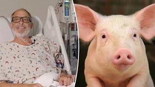 Heart transplantation from pig to Human 🐖 transplants heart pig [upl. by Parlin]