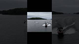 Chasing hydrofoils dji watersport hydrofoil [upl. by Wilsey916]