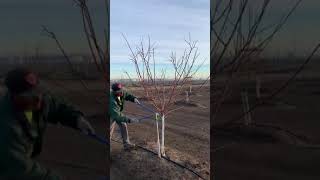 Trimming almond trees [upl. by Una335]