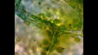 Práctica observación ciclosis Cellular cyclosis in Elodea canadensis [upl. by Ebert33]