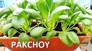 Growing PAKCHOY from Seeds [upl. by Liahcim]