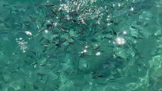 Feeding seabream and damselfish from the pier Amara Comfort Resort Turkey 26102024 [upl. by Reckford619]