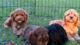 7 week old F1 Cockapoo Puppies  Mill Creek Family Farms  Rebecca x Ryder [upl. by Aihsatal837]