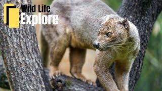 Meet the Fossa Madagascars Elusive Predator  Wildlife Documentary [upl. by Azzil657]