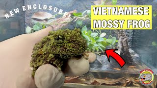 Vietnamese Mossy Frogs  New Enclosure amp Fun Facts [upl. by Salahi]