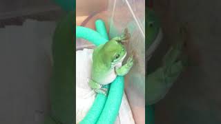 화이트트리프록 근황 밀웜피딩 똥돼지됨 White tree frog mealworm feeding [upl. by Eissel]