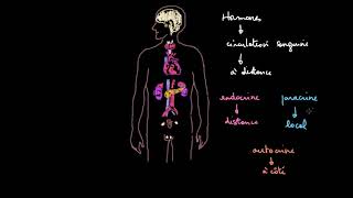 Introduction au système endocrinien [upl. by Schwarz]