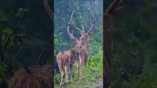 swamp deer barasingha quotIncredible Barasingha Footage  A Rare Sight in the Jungle [upl. by Kyte823]