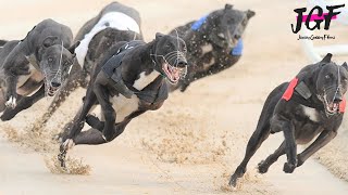 Greyhound Racing  500m Track Race in 29 seconds [upl. by Echikson924]