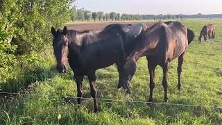 black brown horses Equus ferus caballus  eating grass in dutch nice meadow The Netherlands Europe [upl. by Clareta]