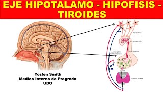 EJE HIPOTALAMOHIPOFISISTIROIDES ¡FÁCIL Y SENCILLO [upl. by Ybbed241]