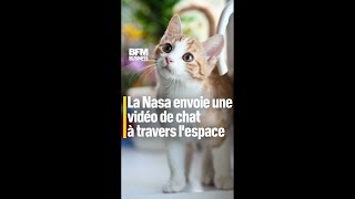 La Nasa envoie une vidéo de chat à travers lespace [upl. by Aara]