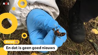 Deze wespensoort wordt steeds vaker gespot in Nederland [upl. by Anoj]