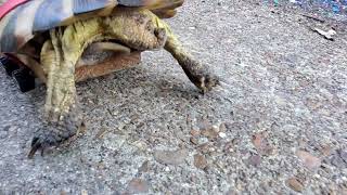 Wheelchair Tortoise Learning To Walk Tortoise shorts trending [upl. by Anaila767]