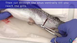 How to dissect a fish for aquatic biologists [upl. by Grote]