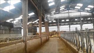 Ventilation stabulation vaches laitieres [upl. by Hanschen]