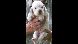 clumber spaniel puppies [upl. by Ahseiuqal326]