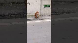 Icecream eating by monkey 😉😉Monkey🤔🤔shortsviralvideo😆😆savivlogs [upl. by Nap]