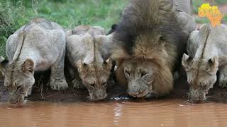 Big male lion making his presence known [upl. by Montford]