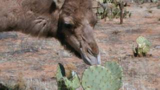 Camels eating cactus [upl. by Colbye362]