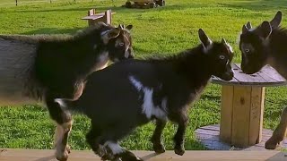 Baby goats get excited for their new parkour obstacle course [upl. by Htrap791]