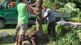 Brachychiton rupestris 2 Planting  Bottle tree [upl. by Laverne]