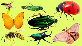 Learn Name and Sounds of Insects for Children  Teach Insects in English [upl. by Barbi]