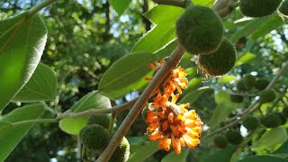 Eat Paper Mulberries Broussonetia papyrifera [upl. by Ulah6]