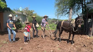 SEMBRANDO MAÍZ CON ARADO AL ESTILO LOS RANCHERITOS DE SINALOA [upl. by Silverstein]