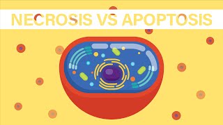 What is Necrosis and Apoptosis [upl. by Aiza101]