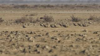 spotted sandgrouse Pterocles senerare bird exclusive video of flock with beautiful call vaku vaku [upl. by Woodman]