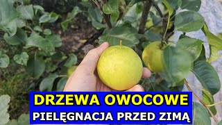 Drzewa Owocowe PRZED ZIMĄ Czy Okrywać Młode Drzewka Owocowe Kopczykowanie Podlewanie Pielęgnacja [upl. by Baniaz]