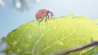 Blender 279 Denoise Test  Ladybug [upl. by Slosberg]