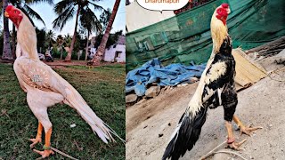 indian parrot beak long tail aseel amazing breeding farm [upl. by Ody467]