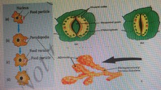 Autotrophic and heterotrophic nutritionLife process part1 [upl. by Maryly]