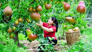 How to Harvest Pyrus Granulosa goes To Market Sell  Harvesting and Cooking Tieu Vy Daily Life [upl. by Whitehurst]