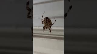 Massive araneus diadematus European garden spider wildlife love arachnid viralvideo vlog [upl. by Melone]