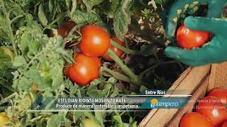 Estudian bioinsumos en tomate [upl. by Marilee238]