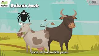 Minuto EndoEcto Conhecendo a Tristeza Parasitária Bovina TPB [upl. by Mani]