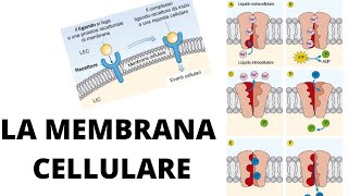 La membrana cellulare trasporto funzione struttura [upl. by Enneyehs]