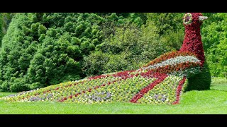 INSEL MAINAU🌼DAS Ausflugsziel am Bodensee  faszinierende Blumeninsel  Natur erleben🌺 Flower Island [upl. by Marietta]