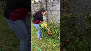 ഈ കുഞ്ഞി Apple മരം ഞങ്ങളെ ഞെട്ടിച്ചുIreland Malayalam vlogDay in my lifelife in Irelandshorts [upl. by Adlen]