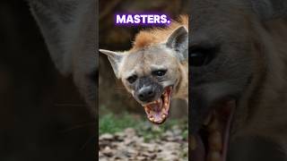 Hyenas are BoneCrushing TeamHunting Masters shorts wildanimals [upl. by Katlaps]