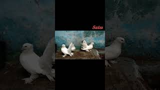 💢fancy pigeon salelow price❤ph📞9342283836💥fantailamphungeriyan mixed ✨YouTubevirelshorts 💥ஜோடி புறா 💥 [upl. by Marcia]