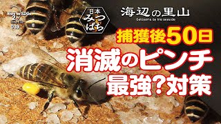 ふるさとで田舎暮らしニホンミツバチ消滅の危機、入居50日目。働きバチ半減。最良の対策は？メントール、ハッカの追加、害虫の駆除、清掃など対策を実施。 [upl. by Nalla]