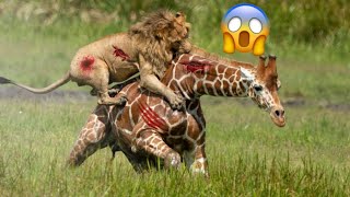 GIRAFFE VS LION  Who will win this battle [upl. by Novihs]