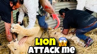 Wild Lioness Attacks on me  How i Defend the wild Attack  Asif Shero Wala Sherokabadshah [upl. by Enileme]