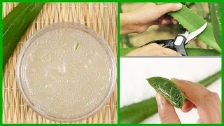 How to Make Aloe Vera Gel at Home  Easiest Way [upl. by Yromas]