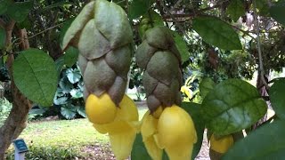 Gmelina philippensis  Parrots Beak  Shrub woody vine [upl. by Machutte385]